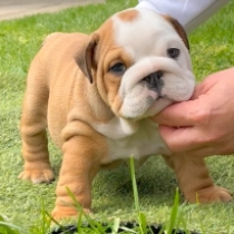 Popper, red and white Bulldog for sale