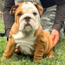 Popper, red and white Bulldogge Welpen kaufen