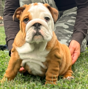 Perros Bulldog en venta