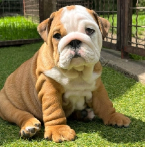 Bulldog puppy