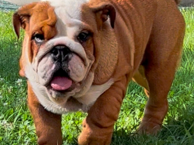 Perros Bulldog en venta