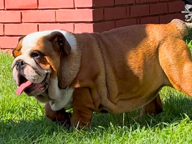 Perros Bulldog en venta