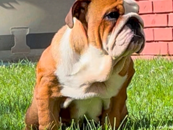 Perros Bulldog en venta