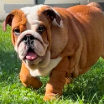 Rozalinda, red and white Bulldog en venta