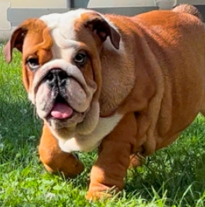 Bulldogge Welpe kaufen