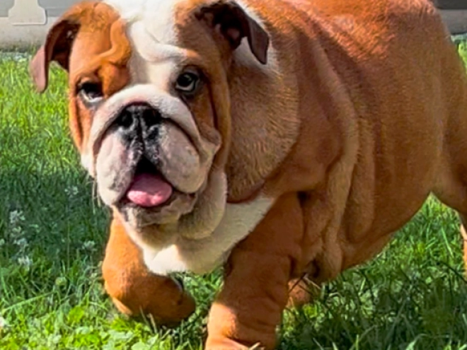Perros Bulldog en venta