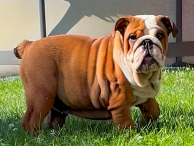 Perros Bulldog en venta