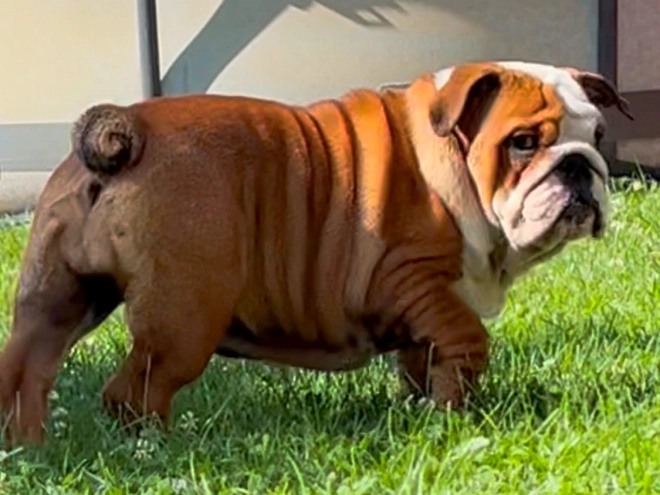 Perros Bulldog en venta