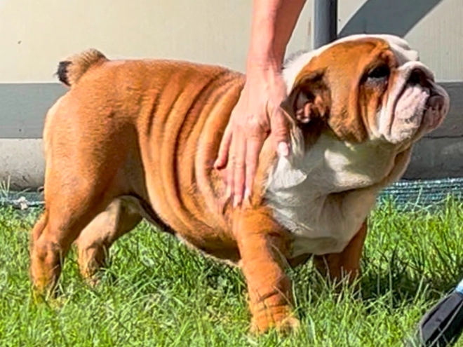 Perros Bulldog en venta