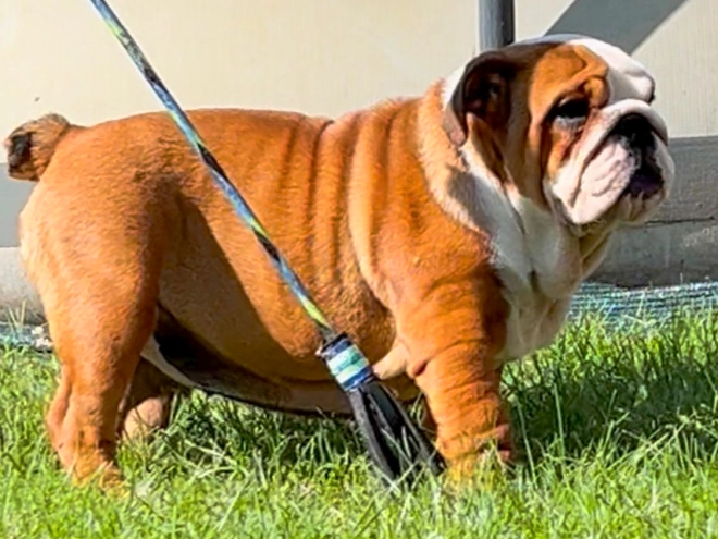 Perros Bulldog en venta