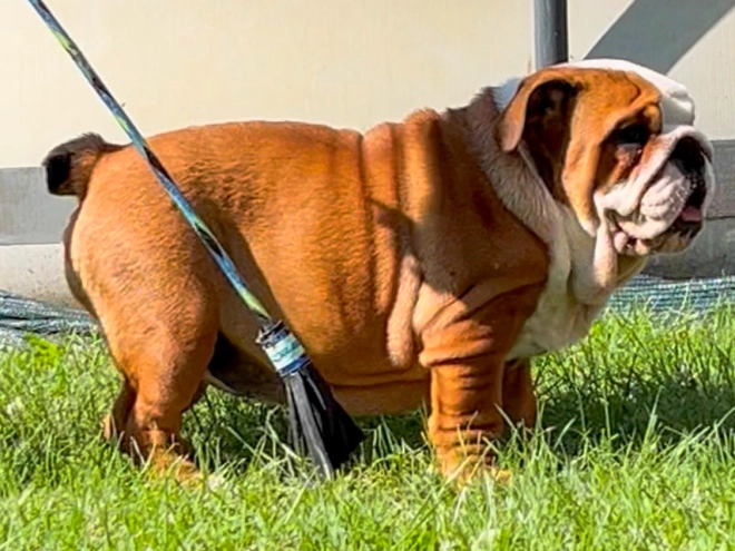Perros Bulldog en venta