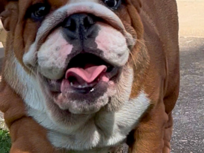 Perros Bulldog en venta
