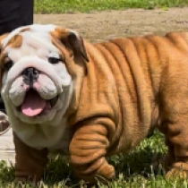 Raul, red and white Bulldog for sale