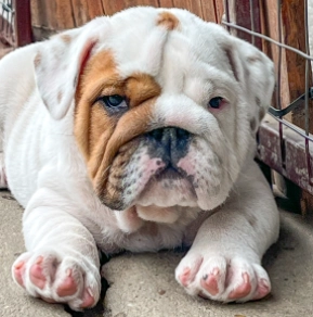 Perros Bulldog en venta