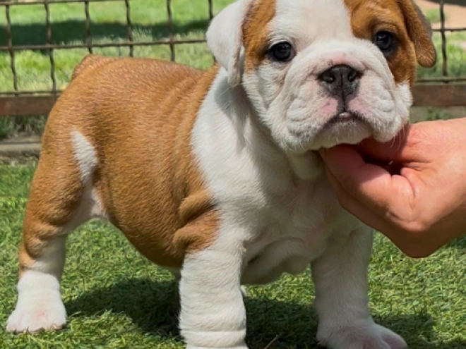 Bulldogge Welpe kaufen