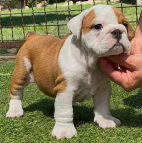 Bulldog puppy for sale