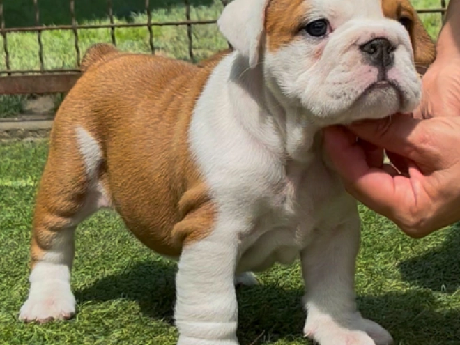 Bulldogge Welpe kaufen