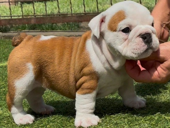 Bulldogge Welpe kaufen