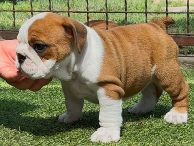 Bulldogge Welpe kaufen