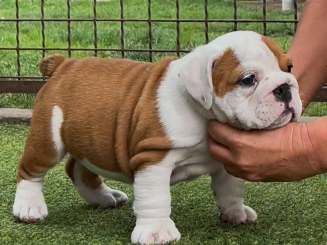 Bulldogge Welpe kaufen