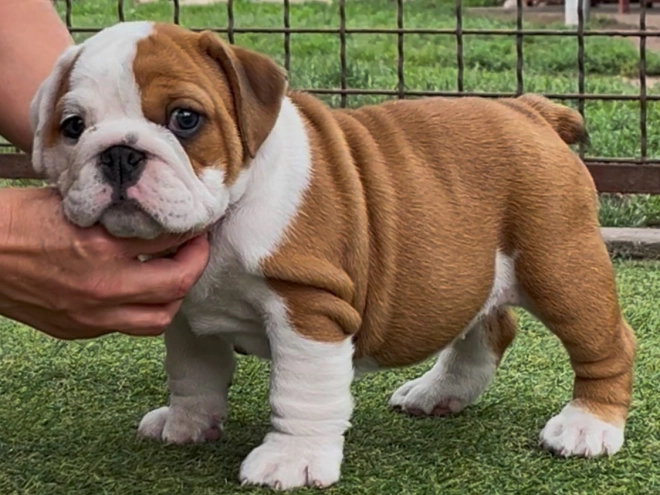 Bulldogge Welpe kaufen