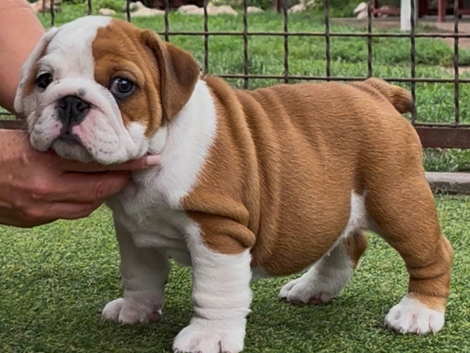Bulldogge Welpe kaufen