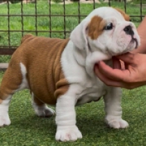 Serenity, red and white Bulldog en venta