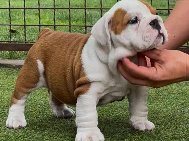 Bulldogge Welpe kaufen