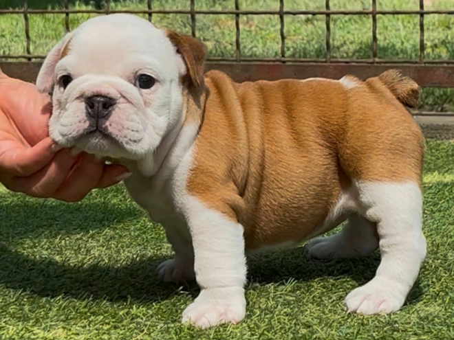 Perros Bulldog en venta