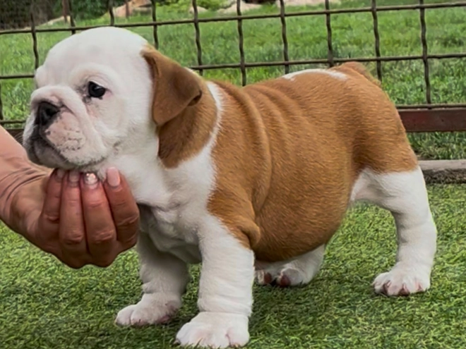 Perros Bulldog en venta
