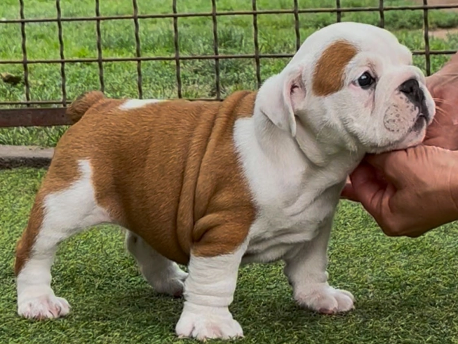 Perros Bulldog en venta