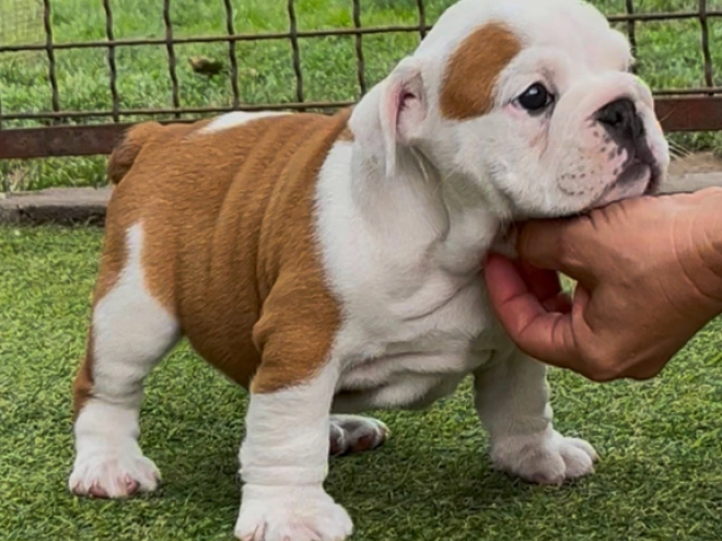 Perros Bulldog en venta