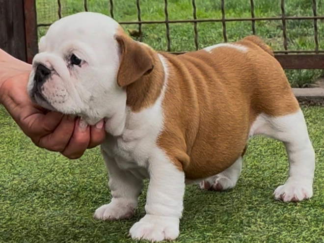 Perros Bulldog en venta