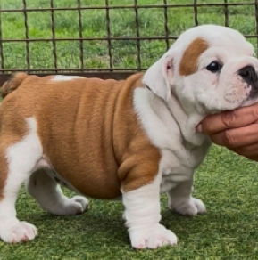 Perros Bulldog en venta