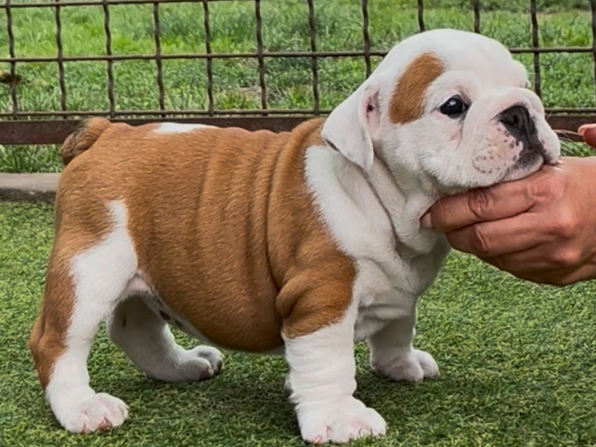 Perros Bulldog en venta