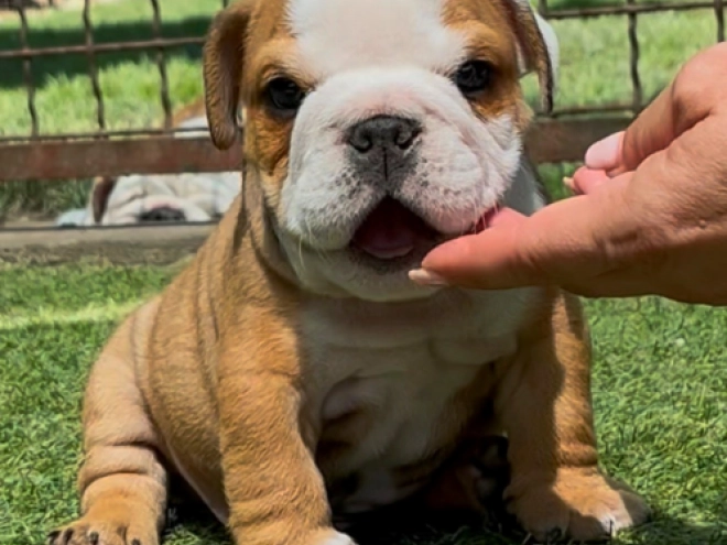 Bulldog puppy for sale