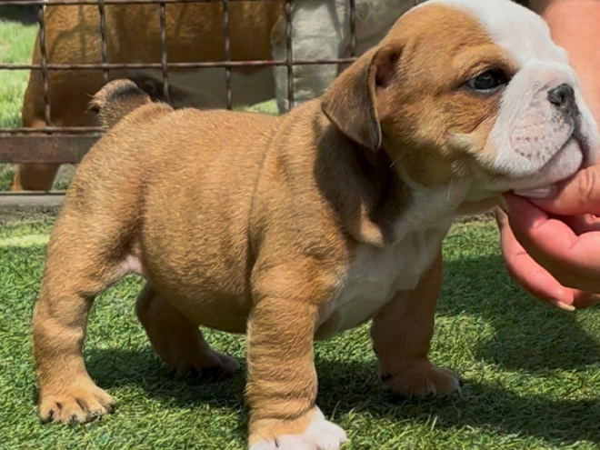 Bulldog puppy for sale