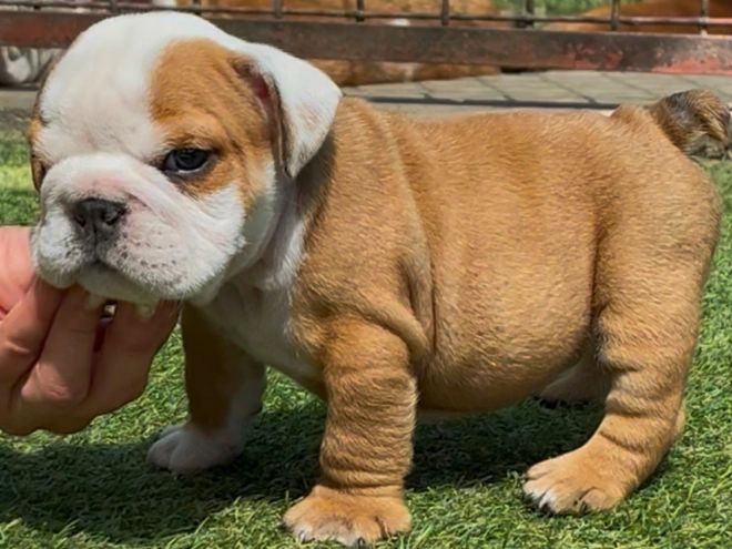Bulldog puppy for sale