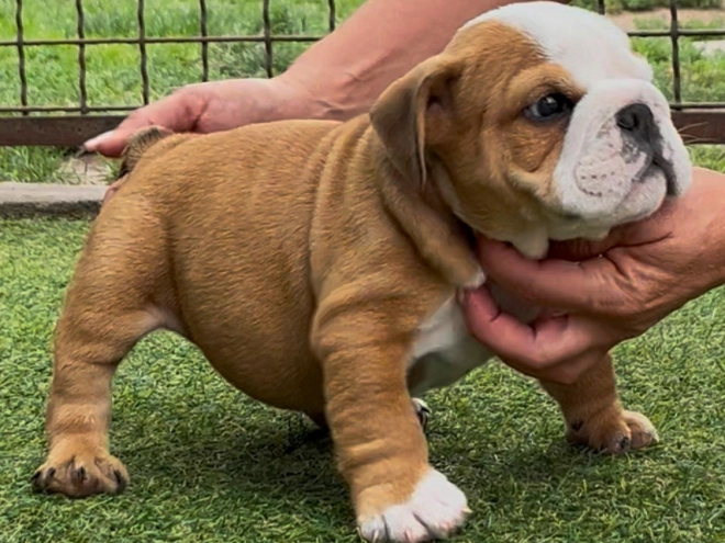 Bulldog puppy for sale