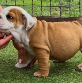 Bulldogge Welpe kaufen