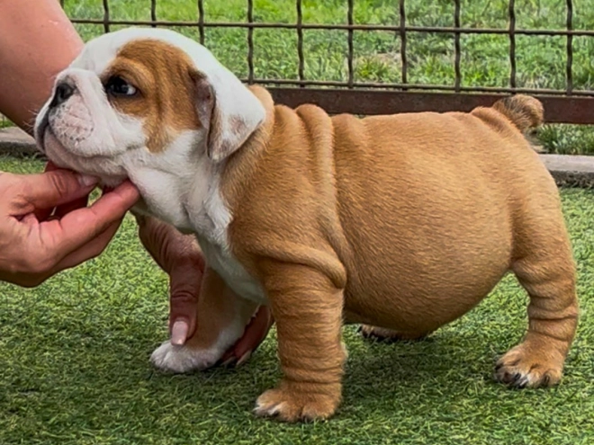 Bulldog puppy for sale