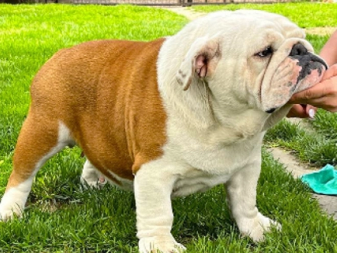 Perros Bulldog en venta