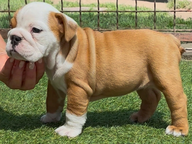 Perros Bulldog en venta