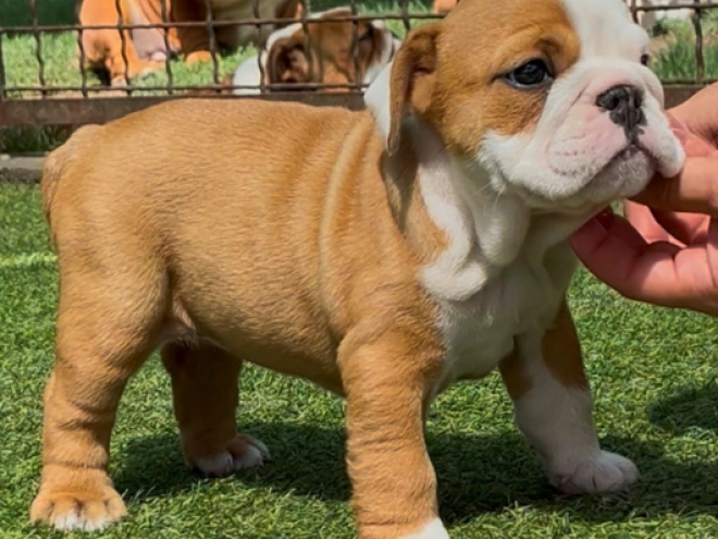 Perros Bulldog en venta