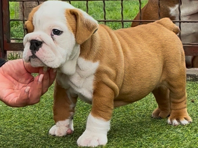 Perros Bulldog en venta