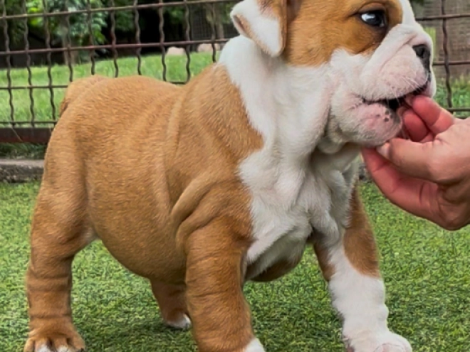 Perros Bulldog en venta