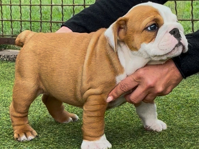 Perros Bulldog en venta