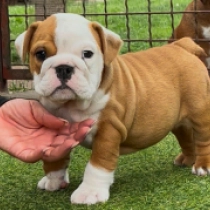 Trixy, red and white Bulldog en venta