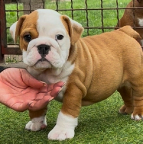 Bulldogge Welpe kaufen