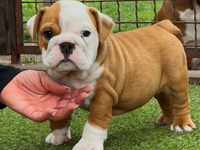 Perros Bulldog en venta